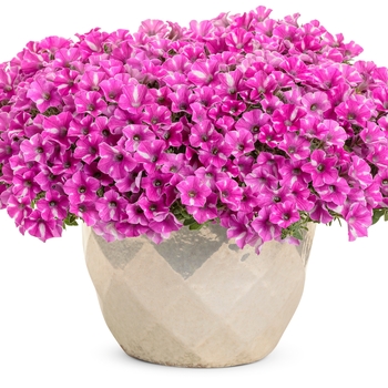 Petunia 'BBTUN91601M2' PPAF, Can PBRAF (Petunia) - Supertunia® Raspberry Rush™