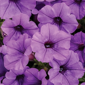 Petunia 'BBTUN3201' US. PPAF and Can. PBRAF (Petunia) - Supertunia® Mini Vista™ Indigo