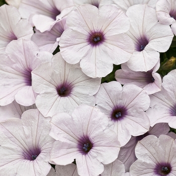 Petunia 'Petwiblv' PP17247, Can 2594 (Petunia) - Supertunia® Trailing Silver