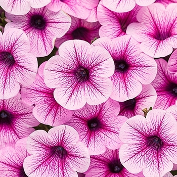 Petunia 'USTUN3402' PP27390, Can 5280 (Petunia) - Supertunia® Trailing Rose Veined