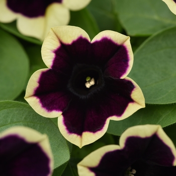 Petunia - Headliner™ Dark Saturn