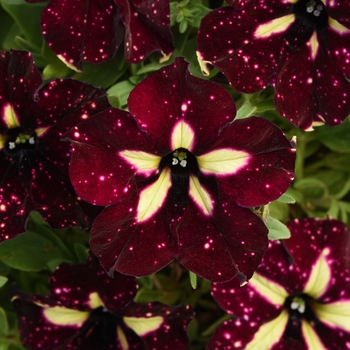 Petunia - Headliner™ Starry Sky Burgundy