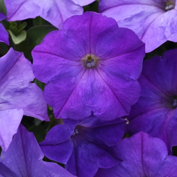 Petunia hybrida 'Easy Wave® Lavender Sky Blue' - Petunia