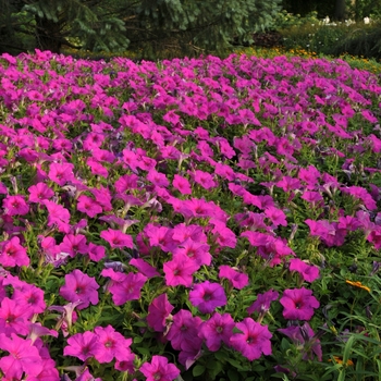 PetuniaEasy Wave® 'Neon Rose' - Petunia 