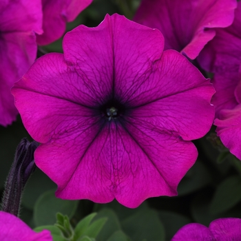 Petunia hybrida Easy Wave® Violet - Petunia