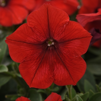 Petunia hybrida Easy Wave® Red - Petunia