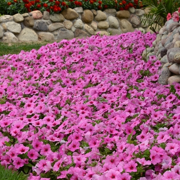 Petunia hybrida Easy Wave® Pink Passion - Petunia