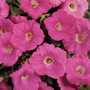Petunia hybrida Easy Wave® Pink - Petunia