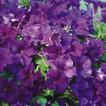 Petunia hybrid - Surfinia® Purple Majesty