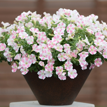 Petunia hybrid - Surfinia® Heartbeat