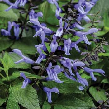 Salvia hybrid - Rockin® Blue Suede Shoes™