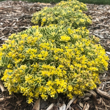 Sedum hybrid - Rock 'N Grow® 'Boogie Woogie'