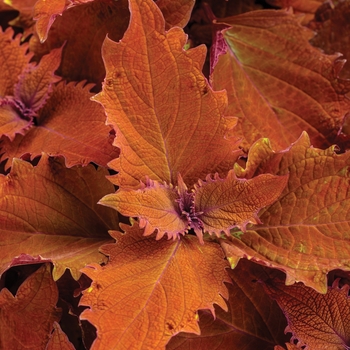Solenostemon scutellarioides - ColorBlaze® Wicked Hot™