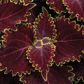 Solenostemon scutellarioides - ColorBlaze® Wicked Witch™