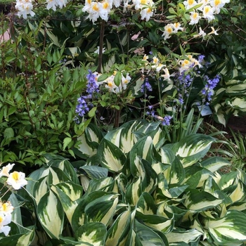 Hosta fortunei 'Fire & Ice' - Plantain Lily