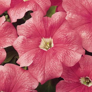 Petunia - Dreams&trade; Salmon