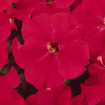 Petunia hybrida Dreams™ Red - Petunia