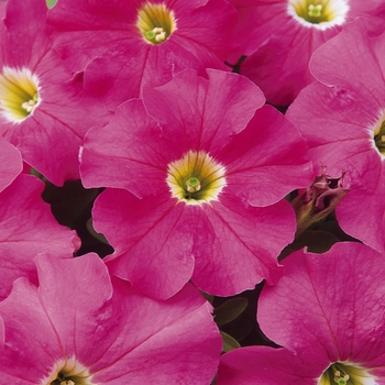 Petunia hybrida Dreams™ Pink - Petunia