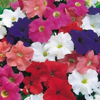 Petunia x hybrida Dreams™ Mix - Petunia