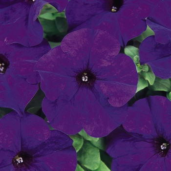 Petunia hybrida Dreams™ Midnight - Petunia