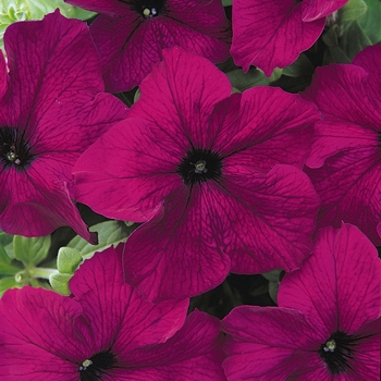 Petunia hybrida 'Dreams™ Burgundy' - Petunia