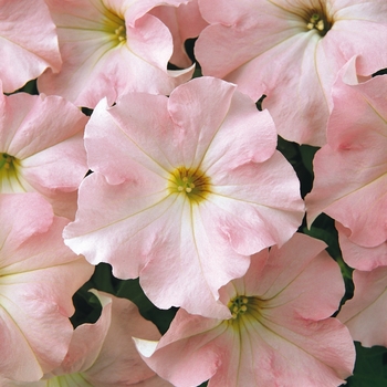 Petunia hybrida Dreams™ Appleblossom - Petunia