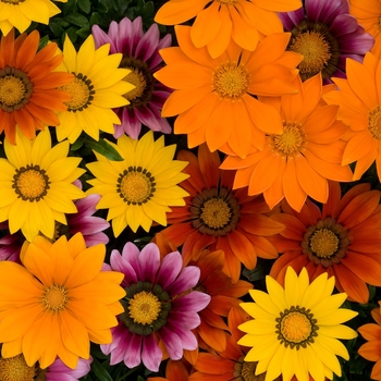 Gazania rigens New Day® Bright Mix - Gazania