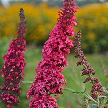 Buddleia davidii 'Monarch® Prince Charming' - Butterfly Bush