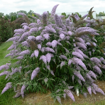 Buddleia x 'Grand Cascade' - Butterfly Bush