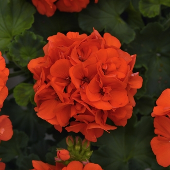 Pelargonium x hortorum 'Dynamo™ Orange' - Geranium, Zonal