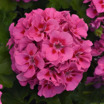 Pelargonium x hortorum Dynamo™ Pink Flare - Geranium, Zonal