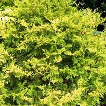 Chamaecyparis pisifera 'Vintage Gold' - Falsecypress