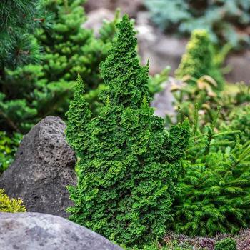 Thuja occidentalis 'IslPrim' - Primo® Arborvitae