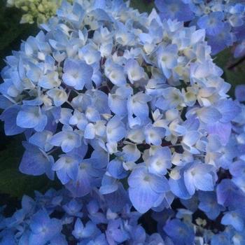 Hydrangea macrophylla 'Monmar' - Blue Enchantress® Hydrangea