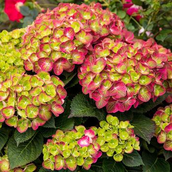 Hydrangea 'Qufu' - Hydrangea Tilt-A-Swirl™