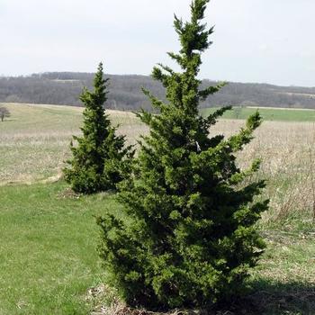 Juniperus chinensis 'Iowa' - Iowa Juniper