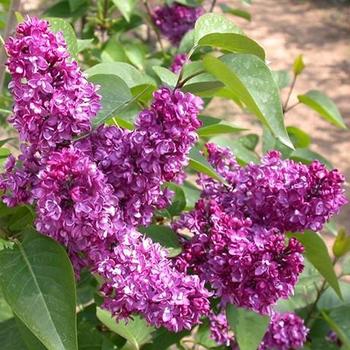 Syringa vulgaris 'Charles Joly' - Charles Joly Lilac