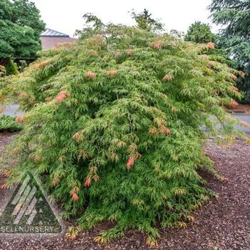 Acer x pseudosieboldianum 'Ice Dragon™' - Ice Dragon™ Maple