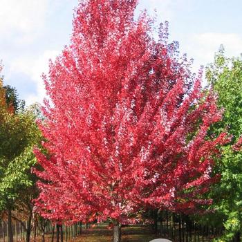 Acer rubrum 'Frank Jr.' - Redpointe® Maple