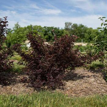 Physocarpus opulifolius 'UMNHarpell' - Fireside® Ninebark