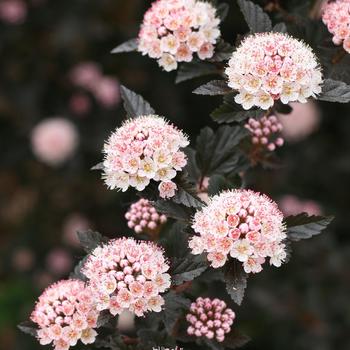 Physocarpus opulifolius 'POIPD2' - Petite Plum® Ninebark