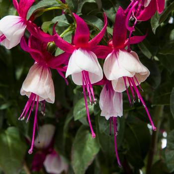 Fuchsia magellanica Windchimes® Upright Neon White - Fuchsia 