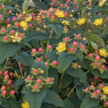 Hypericum x inodorum 'KOLPINOT' - FloralBerry® Pinot St. John's Wort