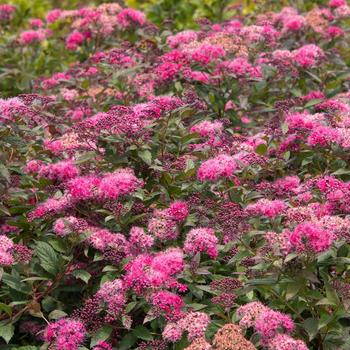 Spiraea japonica 'Walplum' - Plumtastic Spirea