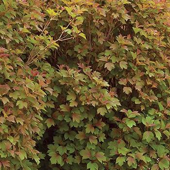 Viburnum trilobum 'Bailey Compact' - Bailey Compact American Cranberrybush