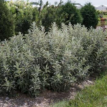 Salix candida 'Jefberg' - Iceberg Alley® Sageleaf Willow