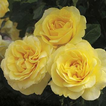 Rosa 'WEKsirjuci' - Happy Go Lucky™ Rose