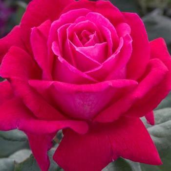 Rosa 'Meithatie' - Sweet Spirit™ Rose
