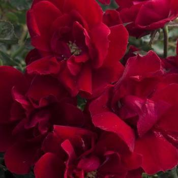 Rosa 'Meitraligh' PP30141 - Brick House® Rose