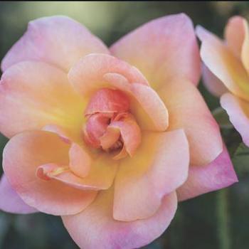 Rosa 'Radapshin' - Bright & Shiny™ Rose